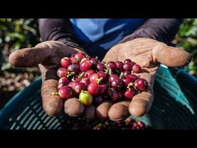 Watch: Why Costa Rica's eco-friendly coffee culture is thriving
