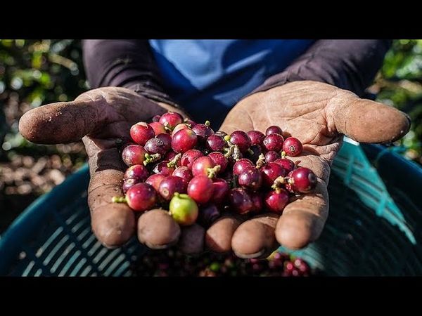 Watch: Why Costa Rica's eco-friendly coffee culture is thriving