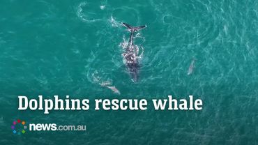 Dolphins help lost humpback whale in Western Australia