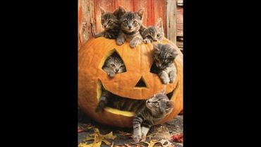 😺 Spooky funny cats! 🐈 Funny videos with cats and kittens to lift your spirits! 😻