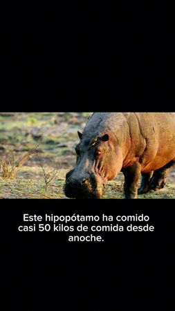 Supervivencia en el Pantano: La Batalla de los Hipopótamos 🦛 Explora...