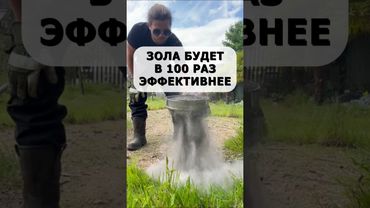 Зола будет в сто раз эффективнее! Как сделать зольную подкормку правильно #огород #дача #сад