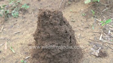 Monsoon-time termites or Deemak rapidly build up their ant hills in the rainy season in India