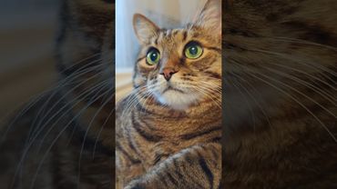 Успех женщины💃🙀😉🤣 #cat #кот #юмор #котушка #приколы #цитаты #смех