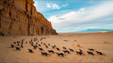 30 tueurs de serpents ont été amenés au Japon. 25 ans plus tard, tout le monde a été choqué par ce q