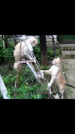 #котики #выяснениеотношений #котикиприколы #котикисмешные