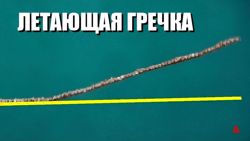 Летающая гречка