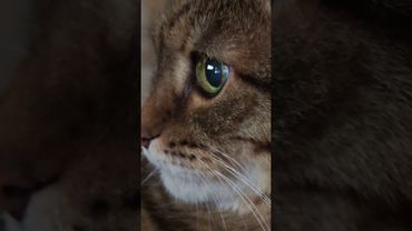 Не везёт 🙀🤔🫢🤣 #cat #кот #юмор #котушка #приколы #позитив #цитаты