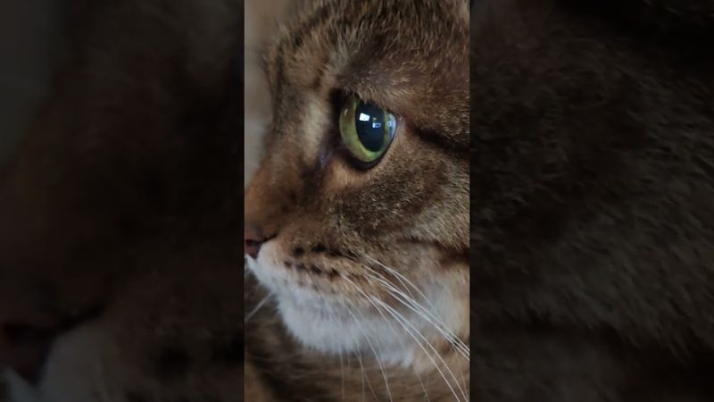 Не везёт 🙀🤔🫢🤣 #cat #кот #юмор #котушка #приколы #позитив #цитаты