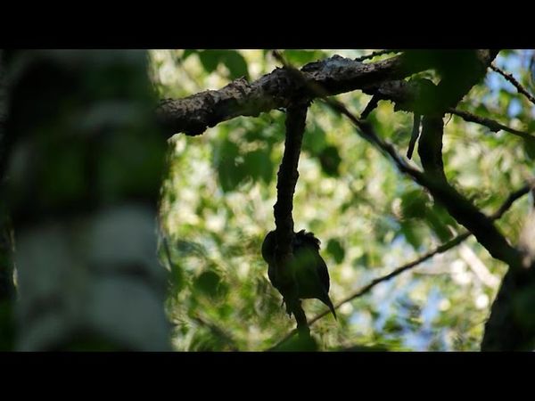 Поёт черный дрозд. 8 июля 2025 г.