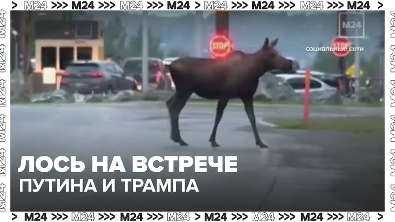 Лось вышел к месту встречи Путина и Трампа на Аляске | Что это было?