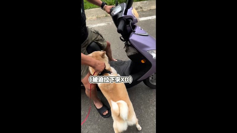 回家路上偶遇阿公 柴柴堅持要搭車回家XDDD|#寵物雲 #shorts