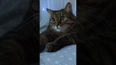 Зарплата за ненависть 🙀😼😉🤣 #cat #кот #юмор #котушка #приколы #цитаты