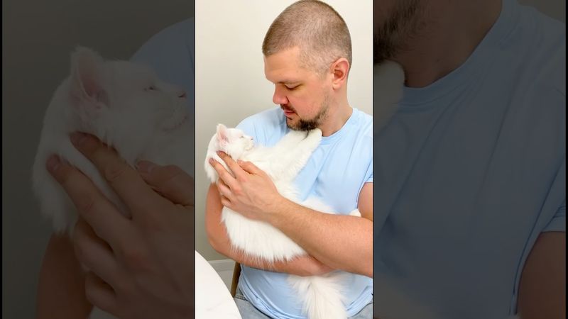 Живу с 4-мя котиками🐈🐈🐈🐈👨#котята #кошки #cat #котики #животные