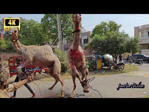 camel qurbani 2025 A2 wapda town