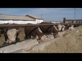 Цифровую прослеживаемость мяса вводят в РК