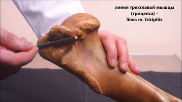 лопатка и плечевая кость домашних животных