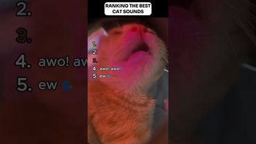 Ranking The Best Cat Sounds ❤️