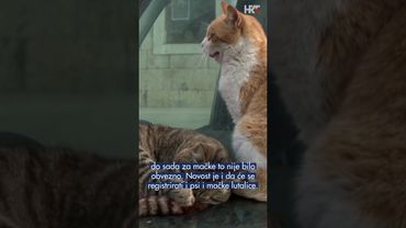 Obavezno mikročipiranje pasa i mačaka