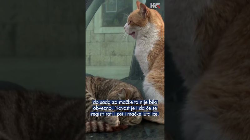 Obavezno mikročipiranje pasa i mačaka