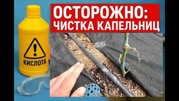 Подкисляю воду и спасаю огурцы — дешёвый лайфхак для дачников!