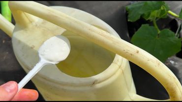 1 ложка на лейку и ОГУРЦЫ завалят урожаем тоннами, бешено растут и не болеют