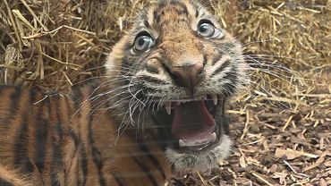 Тигрята-близнецы исследуют свой вольер во Франкфуртском зоопарке