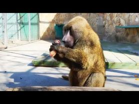 Рокки швырнул странную "ириску", лучше дайте булку и спинку почешите! Анубис и его вкусы 🍰