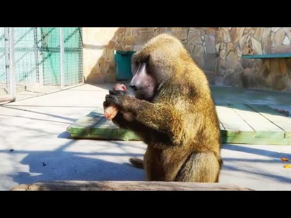 Рокки швырнул странную "ириску", лучше дайте булку и спинку почешите! Анубис и его вкусы 🍰