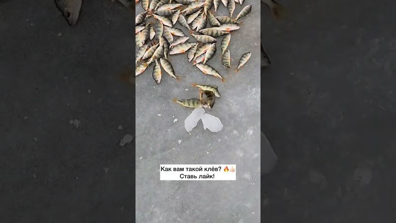 Ставь лайк! 🔥  #рыбалка #рыбак #фидер #спиннинг #щука #судак #окунь #карп #сазан #сазан #carp #сом