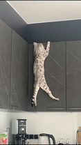 Destructive cat #funny #cat #funnycat #cutecat #tiktok #catsoftiktok ...