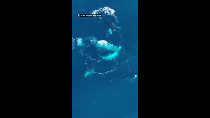 Rare footage of six humpbacks on a heat hunt in NSW bay