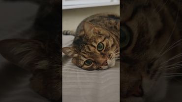 Я талант ☝️🥱🤔🤣 #cat #кот #юмор #котушка #приколы #цитаты