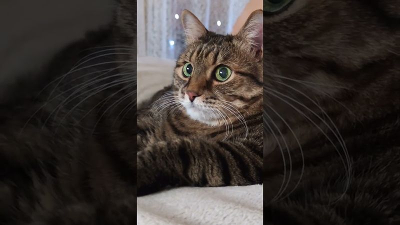 Телевизор 📺🤯🤔🤣 #cat #кот #юмор #котушка #приколы #funny #цитаты