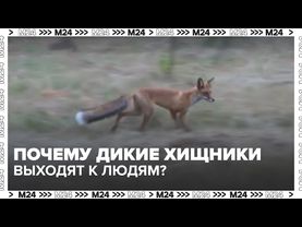 Лисы в Чертанове! Почему дикие хищники выходят к людям?