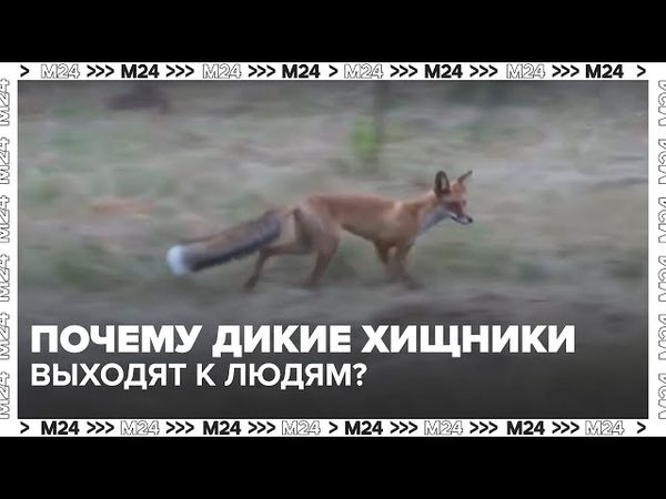 Лисы в Чертанове! Почему дикие хищники выходят к людям?