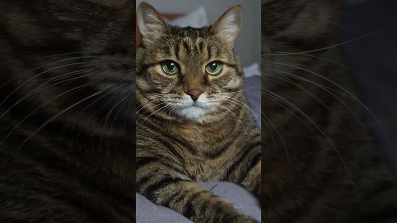 Соль и перец 🧂🌶️🤔🤣 #cat #кот #юмор #приколы #котушка #цитаты