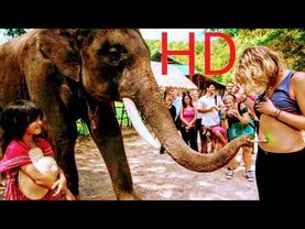 My lucky elephant (2013)