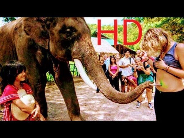 My lucky elephant (2013)