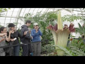 «Трупный» цветок привлекает сотни людей в оранжерею в Сан-Франциско