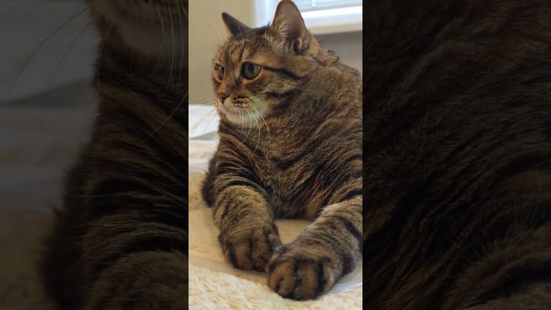 Мой кот 🐱🤔🙀🤣 #cat #кот #юмор #котушка #приколы #funny #цитаты