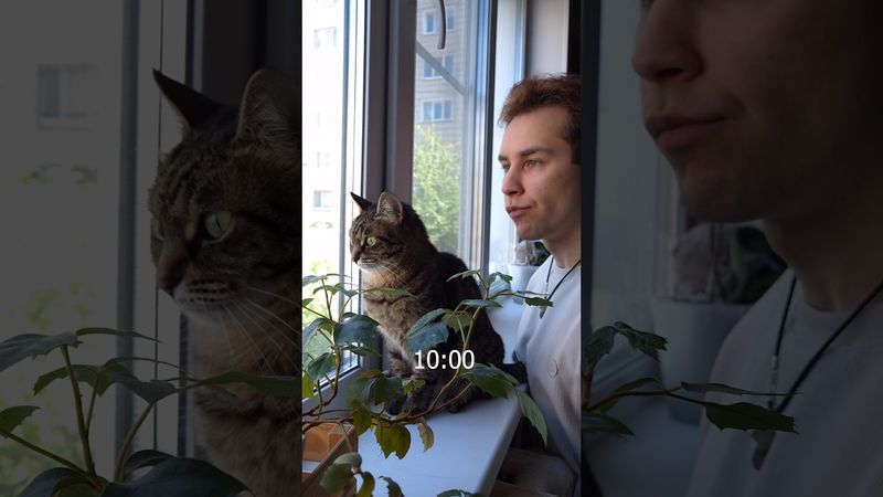 Живу 24 Часа Как Мои Кошки #кошки #челлендж #серый #24часа