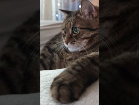 Подхватил заразу🙀🫢🤔🤣 #cat #кот #юмор #котушка #приколы #цитаты