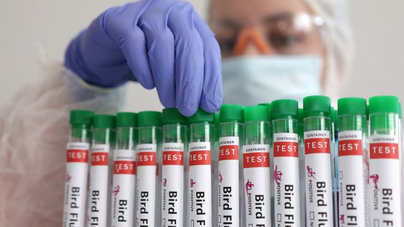 Новую возможную вспышку птичьего гриппа на ферме расследуют в Бразилии