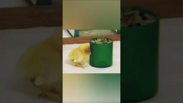 Сила намерения. Эксперимент.