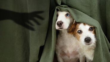 HILARIOUS Jump Scares 😅 🤣 | 30 Mins of Funny Pets