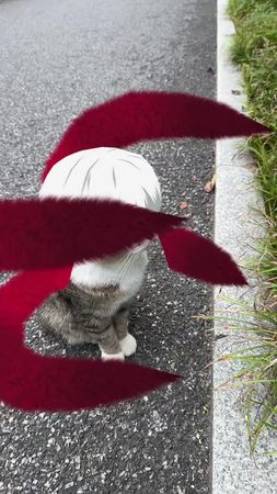 Ghoul cat #tokyoghoul #kaneki #cat #anime  #viral 