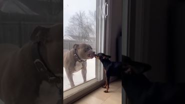 Некуда бежать 🦧