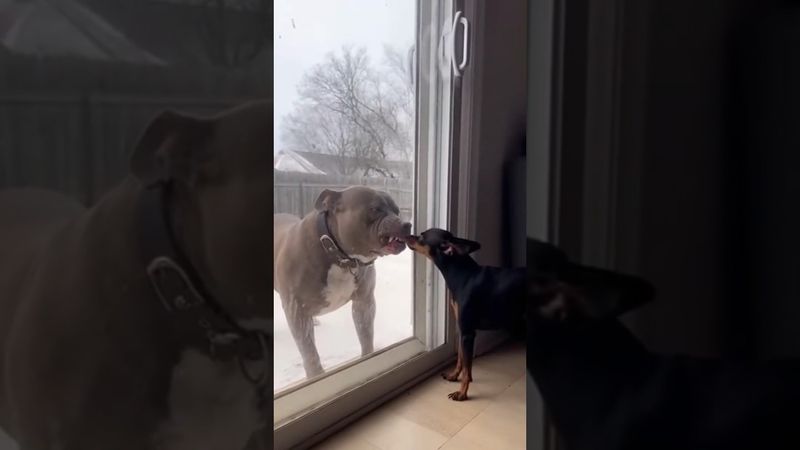 Некуда бежать 🦧