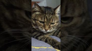 Вкусный ужин 🤔🙀😉🤣 #cat #кот #юмор #котушка #приколы #позитив #цитаты #популярное #топ